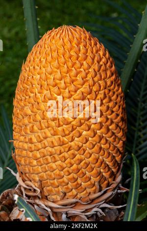 Cycas circinalis, auch bekannt als Queen Sago, ist eine Art von Cycad aus Südindien. Cycas circinalis ist die einzige Gymnospermensorte, die amon gefunden hat Stockfoto