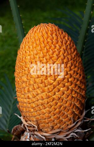 Cycas circinalis, auch bekannt als Queen Sago, ist eine Art von Cycad aus Südindien. Cycas circinalis ist die einzige Gymnospermensorte, die amon gefunden hat Stockfoto