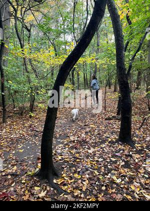 Im Herbst geht die Frau mit ihrem Hund durch ein friedliches Waldgebiet im Prospect Park, Brooklyn, New York. Stockfoto