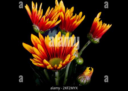 Gazania ist eine Gattung blühender Pflanzen aus der Familie der Asteraceae, die im südlichen Afrika beheimatet ist. Sie produzieren große, Gänseblümchen-ähnliche zusammengesetzte Blütenköpfe in br Stockfoto