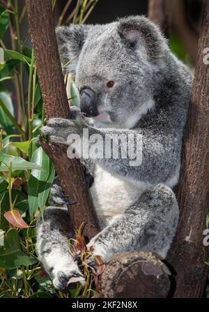 Der Koala-Bär ist einzigartig in Australien und frisst nur Blätter bestimmter Eukalyptusbäume Stockfoto