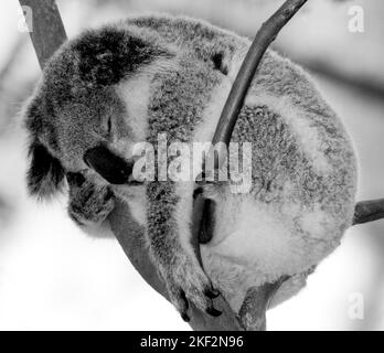 Der Koala-Bär ist einzigartig in Australien und frisst nur Blätter bestimmter Eukalyptusbäume Stockfoto