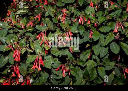 Russelia equisetiformis, der Brunnen, Feuerwerkspflanze, Korallenpflanze, Korallenbrunnen, Coralblow oder Springbrunnenpflanze, ist eine Art von Blühplan Stockfoto