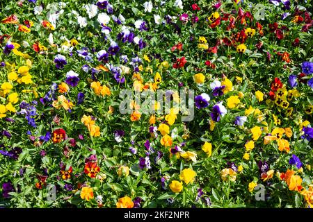 Die Gartenschnecke ist eine Art großblühiger Hybridpflanze, die als Gartenblume von mehreren Arten im Bereich Melanium der Gattung Viol angebaut wird Stockfoto