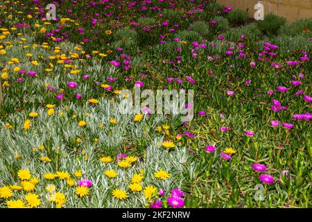 Carpobrotus, allgemein bekannt als ferkel, Eispflanze, saure Feige, Hottentot-Feige und Clawberry, ist eine Gattung von bodenschleichenden Pflanzen mit sukulenten Blättern A Stockfoto