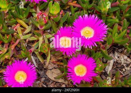 Carpobrotus, allgemein bekannt als ferkel, Eispflanze, saure Feige, Hottentot-Feige und Clawberry, ist eine Gattung von bodenschleichenden Pflanzen mit sukulenten Blättern A Stockfoto