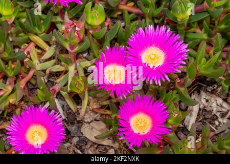 Carpobrotus, allgemein bekannt als ferkel, Eispflanze, saure Feige, Hottentot-Feige und Clawberry, ist eine Gattung von bodenschleichenden Pflanzen mit sukulenten Blättern A Stockfoto