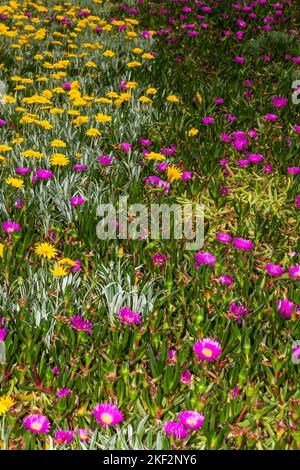 Carpobrotus, allgemein bekannt als ferkel, Eispflanze, saure Feige, Hottentot-Feige und Clawberry, ist eine Gattung von bodenschleichenden Pflanzen mit sukulenten Blättern A Stockfoto