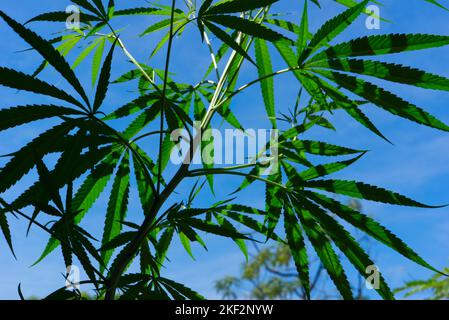 Marihuanapflanzen, die in Thailand wachsen, zeigen grüne Cannabisblätter vor einem blauen Himmel in einer natürlichen Umgebung im Freien. Stockfoto