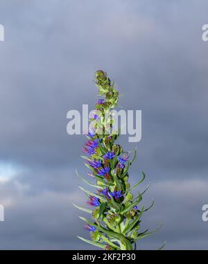 Echium candicans, der Stolz von Madeira, ist eine blühende Pflanze aus der Familie der Boraginaceae, die auf der Insel Madeira beheimatet ist. Stockfoto