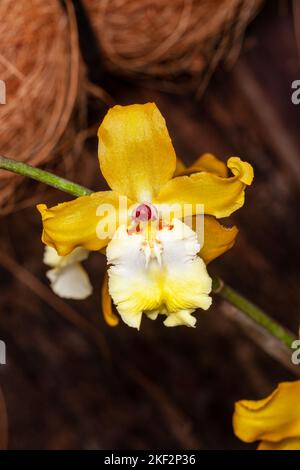 Oncidium-Orchideen wurden erstmals offiziell von Olaf Swartz, einem schwedischen Botaniker, im Jahr 1800 beschrieben.im Volksmund bekannt für die Spitznamen Dancing Lady Stockfoto