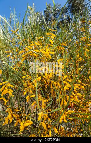 Der Golden Wattle (Acacia pycnantha) ist Australiens offizielles Blumenemblem. Stockfoto