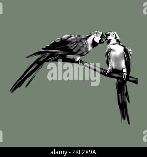 Blau-gelber Ara. grafische Darstellung des ara. Realistischer Vogel Stockfoto