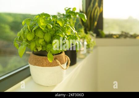 Frische Genueser Basilikum Pflanze zu Hause Fensterbank Innenwohnung einfach Kräuter Gartenarbeit. Pflanzen in Pflanzgefäßen Garten Stockfoto