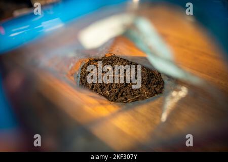 Durchführung eines Bodentests in einem Heimlabor. Boden auf einem Tisch. Brauner Schmutz auf einem Feld. Erdhaufen und Kompost Stockfoto