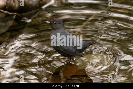 Ein amerikanischer Dipper (oder Water Ouzel, Cinclus mexicanus) am Golstream River im Goldstream Provincial Park in der Nähe von Victoria, British Columbia, Kanada. Stockfoto