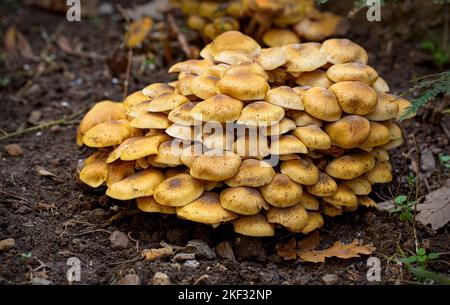 Nahaufnahme einer Gruppe von wachsenden Honig-Agaric-Pilzen vor verschwommenem Hintergrund Stockfoto