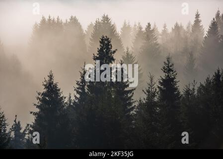 Nebel geteilt durch Sonnenstrahlen. Nebeliger abendlicher Blick in der nassen Bergregion. Stockfoto