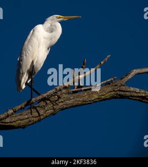 Eine vertikale Nahaufnahme eines östlichen Großreiher (Ardea alba modesta), der auf einem Ast thront Stockfoto