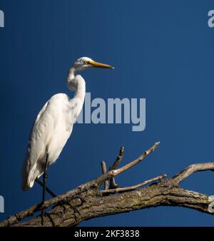 Eine vertikale Nahaufnahme eines östlichen Großreiher (Ardea alba modesta), der auf einem Ast thront Stockfoto