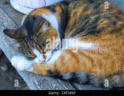 Eine wunderschöne Katze mit drei Farben, die draußen auf einer Bank schläft. Stockfoto