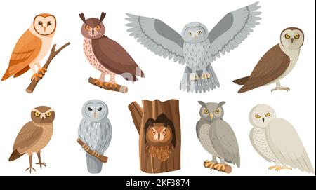 Eulenvögel. Niedliche Ehlin sitzt auf Baum Ast, verstecken sich in hohlen und fliegenden Nachtvögel isoliert Vektor-Set Stock Vektor