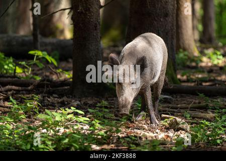 Wildschwein in der Vorderansicht steht im Wald und schaut auf die Kamera Stockfoto