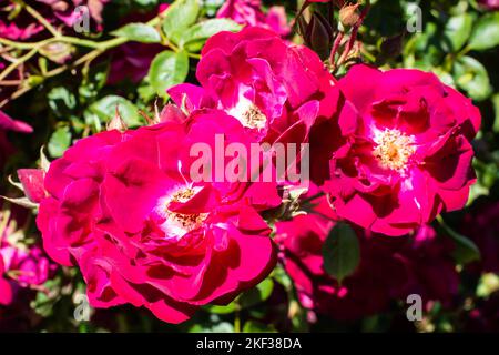 Nahaufnahme einiger karmesinroter Rosen im alten Stil. Stockfoto