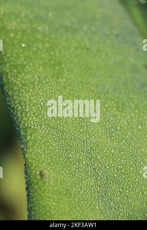 Bananenblätter mit Regenwasser für Hintergründe, Wassertropfen auf Bananenblatt Stockfoto