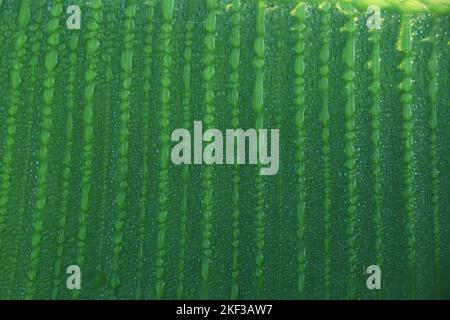 Bananenblätter mit Regenwasser für Hintergründe, Wassertropfen auf Bananenblatt Stockfoto