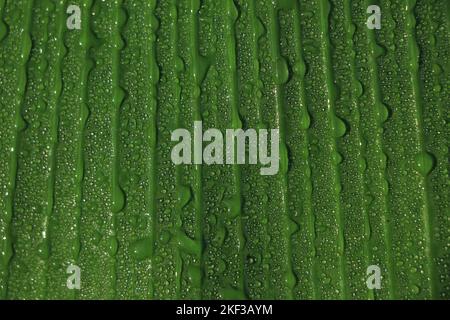 Bananenblätter mit Regenwasser für Hintergründe, Wassertropfen auf Bananenblatt Stockfoto