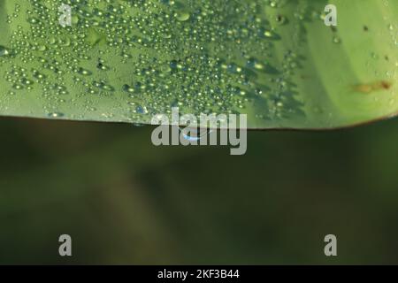 Wassertropfen auf einem Bananenblatt Hintergrund Stockfoto