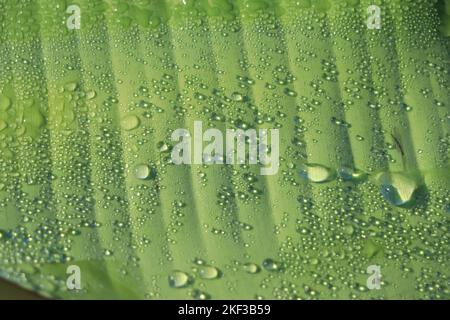 Wassertropfen auf einem Bananenblatt Hintergrund Stockfoto