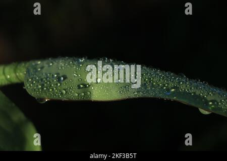 Regenwassertropfen auf Bananenblatt Stockfoto