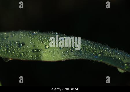 Bananenblätter mit Regenwasser für Hintergründe, Wassertropfen auf Bananenblatt Stockfoto