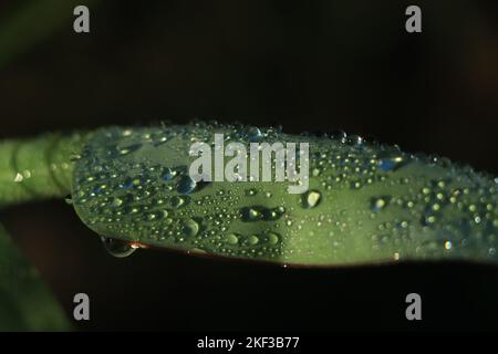 Bananenblätter mit Regenwasser für Hintergründe, Wassertropfen auf Bananenblatt mit Vignettierung Stockfoto