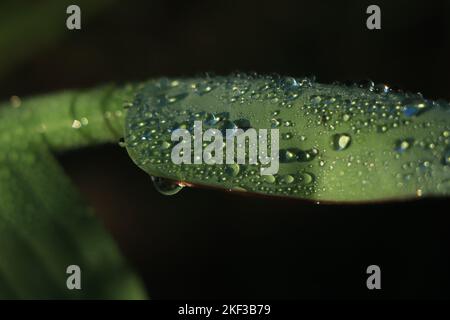 Bananenblätter mit Regenwasser für Hintergründe, Wassertropfen auf Bananenblatt mit Vignettierung Stockfoto