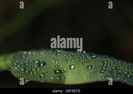 Nahaufnahme der Bananenblatt-Textur Stockfoto