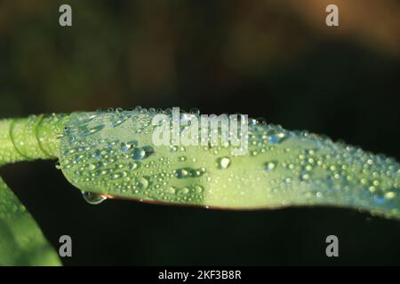 Tautropfen auf Bananenblatt im Wintermorgen Stockfoto