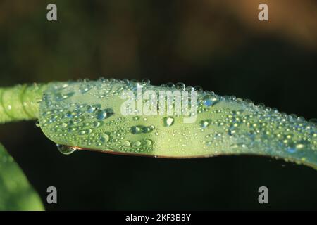 Bananenblätter mit Regenwasser für Hintergründe, Wassertropfen auf Bananenblatt mit Vignettierung Stockfoto