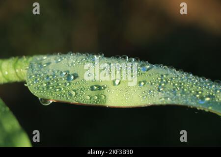 Bananenblätter mit Regenwasser für Hintergründe, Wassertropfen auf Bananenblatt mit Vignettierung Stockfoto