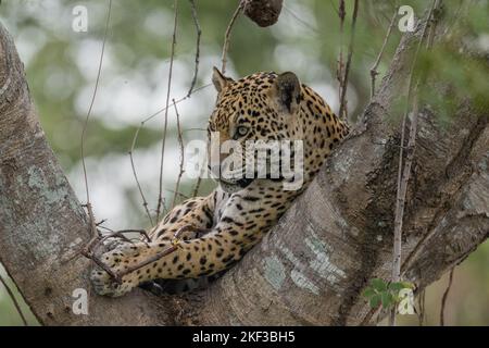 Nahaufnahme eines Jaguar, der in der Gabel eines großen Baumes im Pantanal ruht Stockfoto