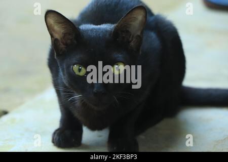 Schwarze Katze schaut direkt zur Kamera Stockfoto