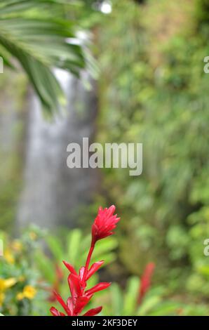 Karibischer tropischer Wasserfall mit Blumen Hintergrund Regenwald Stockfoto
