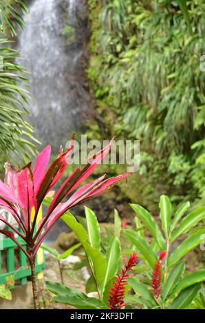 Karibischer tropischer Wasserfall mit Blumen Hintergrund Regenwald Stockfoto