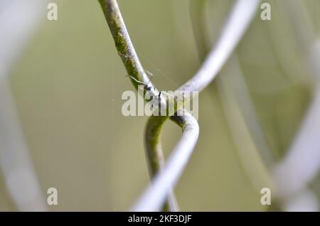 Chain-Link Mesh Gitter Zaun Netz Draht Detail Stockfoto