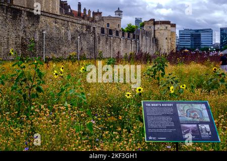 Tower of London Graben gefüllt mit Blumen für Superbloom, und ein Schild erklärt seine Geschichte mit Gebäuden im Hintergrund. August 2022 Stockfoto