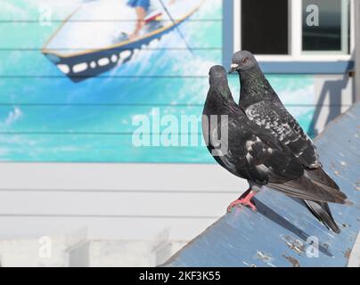 Mürrische Tauben auf dem San Clemente Pier in Orange County, Kalifornien Stockfoto