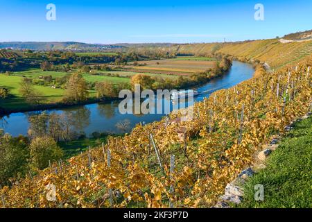 Herbst an den steilen Hängen der Weinberge im Neckar-Tal bei Hessigheim, Baden.Württemberg, Deutschland Stockfoto