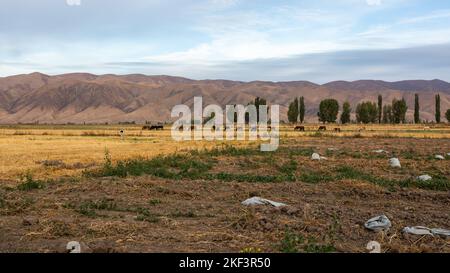 Pferde und Kühe auf einer Weide vor dem Hintergrund der Berge, Kirgisistan Stockfoto